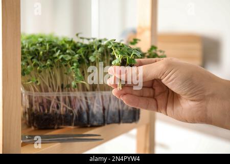 Eine Frau, die einen Haufen frischer Mikrogrün drinnen hält, Nahaufnahme Stockfoto