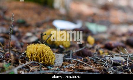 Im Wald der nördlichen Tundra von Yakutia wachsen Bündel gelber Moose zwischen Tannennadeln und Blättern. Stockfoto