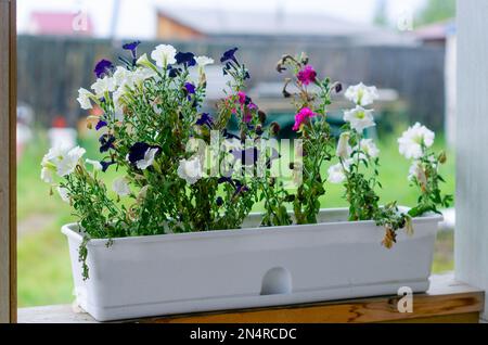 Leuchtend blaue, weiße und purpurrote Blüten wachsen in einem weißen, langen Topf auf der Veranda eines privaten Dorfhauses mit einem Rasen und einem Zaun in Ya Stockfoto