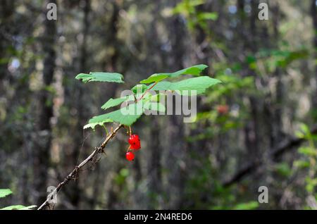 Die hellen Beeren der wilden roten Johannisbeere auf dem Zweig des Busches mit dem kleinen Spinnennetz wachsen im Sonnenlicht im Fall gegen die Bäume des Waldes. Stockfoto