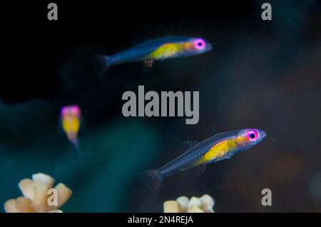 Tauchen Sie ein, schwebende Gobies, Bryaninops natans, auf Staghorn Coral, Acropora sp, Post 1 Tauchplatz, Menjangan Island, Buleleng, Bali, Indonesien Stockfoto