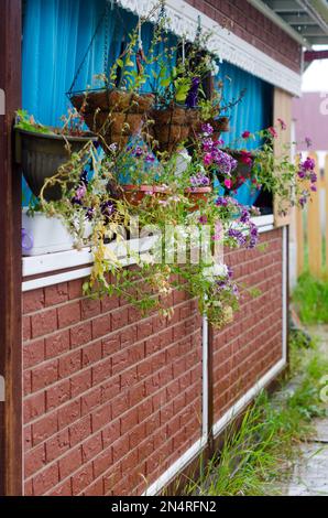 In der Straße hinter der Veranda mit künstlichen Backsteinvorhängen in einem privaten Haus im Dorf fliegen Regentropfen auf Petunia-Blumen, die in Töpfen hängen Stockfoto