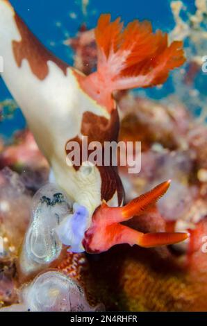 Chamberlainis Nudibranch, Nembrotha chamberlaini, Feeding on Sea Squirt, Tunicata subphylum) Tauchplatz Gili Mimpang, Candidasa, Bali, Indonesien Stockfoto