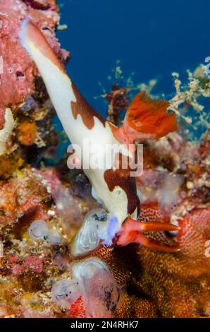 Chamberlainis Nudibranch, Nembrotha chamberlaini, Feeding on Sea Squirt, Tunicata subphylum) Tauchplatz Gili Mimpang, Candidasa, Bali, Indonesien Stockfoto