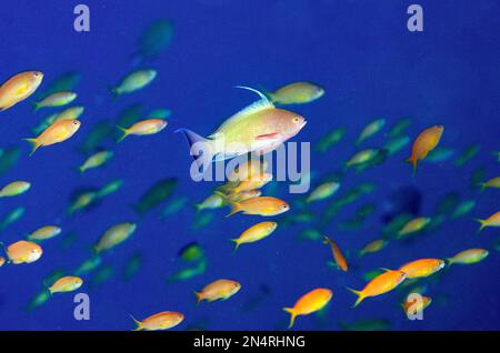 Männlich Scalefin Anthias, Pseudanthias squamipinnis, mit Schule der Weibchen, Gili Tepekong Tauchplatz, Candidasa, Bali, Indonesien Stockfoto