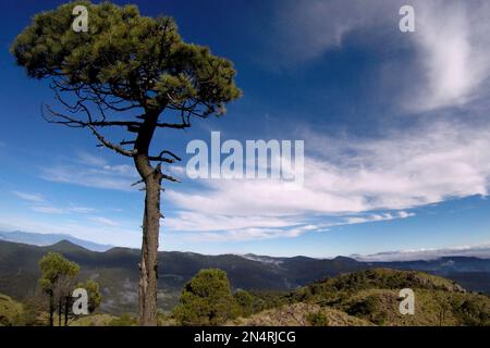 Tlalpan, CDMX.- Februar 08- Cumbres del Ajusco National Park ist einer der Nationalparks in Mexiko-Stadt. El Ajusco ist ein großer geschützter Naturraum mit einer Höhe von 3.930 Metern über dem Meeresspiegel. Der Ort besteht aus Kiefern- und Eichenwäldern, hohen Bergweiden und einer reichen Fauna und ist ideal zum Wandern, Trekking und Bergsteigen. Am 08. Februar verwenden Tlalpan, CDMX, Mexiko (Kreditbild: © Autor/Eyepix via ZUMA Press Wire) NUR REDAKTIONELLE Inhalte! Nicht für den kommerziellen GEBRAUCH! Stockfoto