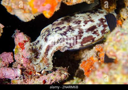 Stumpy-Spined Cuttlefish, Sepia bandensis, Crystal Bay Wall Tauchplatz, Padang Bai, Bali, Indonesien Stockfoto