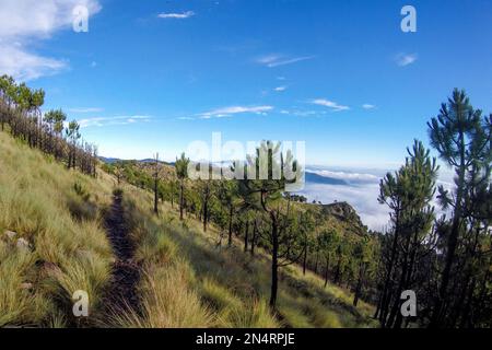 Tlalpan, CDMX.- Februar 08- Cumbres del Ajusco National Park ist einer der Nationalparks in Mexiko-Stadt. El Ajusco ist ein großer geschützter Naturraum mit einer Höhe von 3.930 Metern über dem Meeresspiegel. Der Ort besteht aus Kiefern- und Eichenwäldern, hohen Bergweiden und einer reichen Fauna und ist ideal zum Wandern, Trekking und Bergsteigen. Am 08. Februar verwenden Tlalpan, CDMX, Mexiko (Kreditbild: © Autor/Eyepix via ZUMA Press Wire) NUR REDAKTIONELLE Inhalte! Nicht für den kommerziellen GEBRAUCH! Stockfoto