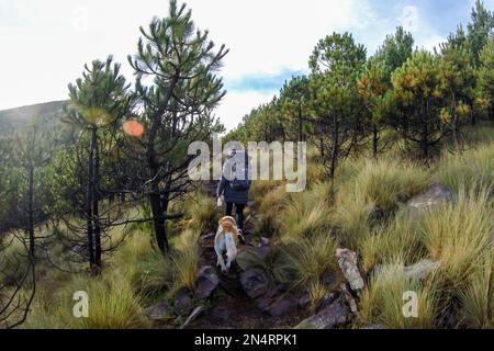 Tlalpan, CDMX.- Februar 08- Cumbres del Ajusco National Park ist einer der Nationalparks in Mexiko-Stadt. El Ajusco ist ein großer geschützter Naturraum mit einer Höhe von 3.930 Metern über dem Meeresspiegel. Der Ort besteht aus Kiefern- und Eichenwäldern, hohen Bergweiden und einer reichen Fauna und ist ideal zum Wandern, Trekking und Bergsteigen. Am 08. Februar verwenden Tlalpan, CDMX, Mexiko (Kreditbild: © Autor/Eyepix via ZUMA Press Wire) NUR REDAKTIONELLE Inhalte! Nicht für den kommerziellen GEBRAUCH! Stockfoto