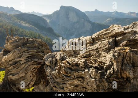 Gnarly Tree Trunk liegt am Cliff Edge mit Blick auf Half Dome in Yosemite Stockfoto