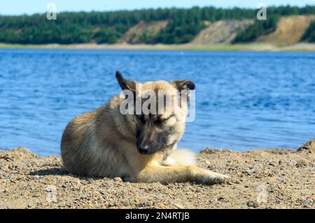 Der Hofhund liegt am Ufer des nördlichen Flusses Yakutia mit Blick auf den Sandkieselstrand im Hintergrund des Hangs der Küste mit sp Stockfoto