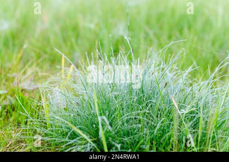 Tautropfen auf grünen Gras mit weißen Netzen auf dem Feld Anfang des Herbstmorgens im wilden Norden. Stockfoto