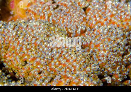 Augen in Eiern von Clark's Anemonefish, Amphiprion clarkii, Gili Tepekong Tauchplatz, Candidasa, Bali, Indonesien Stockfoto