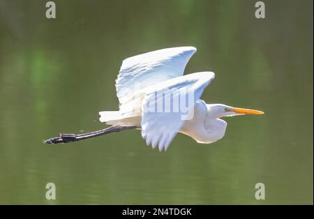 Der große Weiße Reiher fliegt über den Arastradero See. Arastradero Preserve, Santa Clara County, Kalifornien, USA. Stockfoto