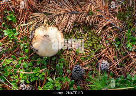 Foto Hut Pilz wächst im Herbst zwischen Tannenzweigen und Nadeln auf dem Boden des Waldes in der Tundra an den grünen Blättern der Preiselbeeren. Stockfoto