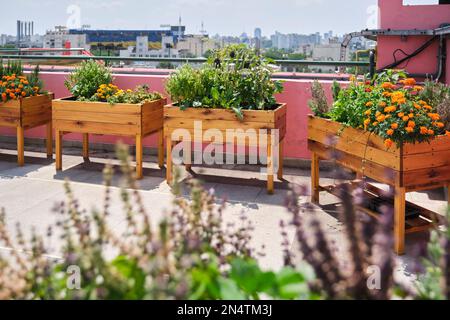 16. Januar 2022, Buenos Aires, Argentinien: Städtischer Gemüsegarten auf dem Dach des Benito Quinquela Martin Museums. Sust-Konzepte Stockfoto