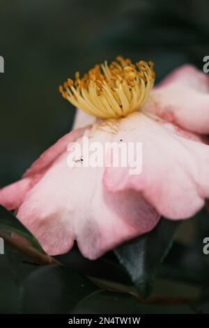 Nahaufnahme einer Sasanqua Camellia mit einer Ameise, die auf ihren Blütenblättern krabbelt, isoliert auf einem verschwommenen Hintergrund Stockfoto