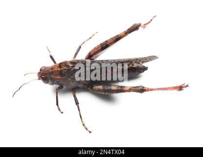 Brauner Grashüpfer isoliert auf weiß. Wildes Insekt Stockfoto