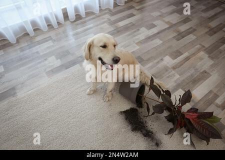 Süßer Golden Retriever Hund in der Nähe einer umgestürzten Zimmerpflanze auf leichtem Teppich zu Hause Stockfoto