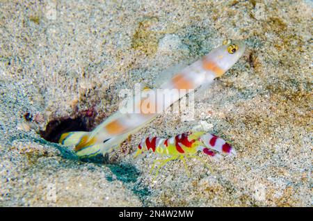 Flagtail Shrimpgoby, Amblyeleotris Yanoi, mit Randalls Snapping Shrimp, Alpheus randalli, wo die Garnelen, die natürliche Burrowers sind, graben und reinigen Stockfoto