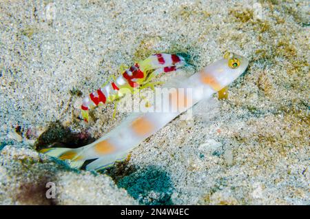 Flagtail Shrimpgoby, Amblyeleotris Yanoi, mit Randalls Snapping Shrimp, Alpheus randalli, wo die Garnelen, die natürliche Burrowers sind, graben und reinigen Stockfoto