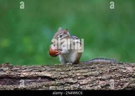 Östlicher Streifenhörnchen Tamias striatus findet eine Eichel, die man für den Winter aufbewahren kann Stockfoto