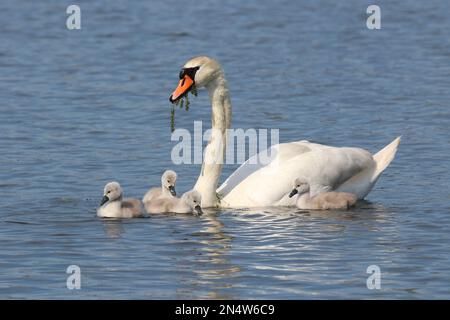 Mutter stummer Schwan Cygnus olor auf einem See, der Wasserkraut aufzieht, um ihre vier Zygneten im Frühling zu füttern Stockfoto