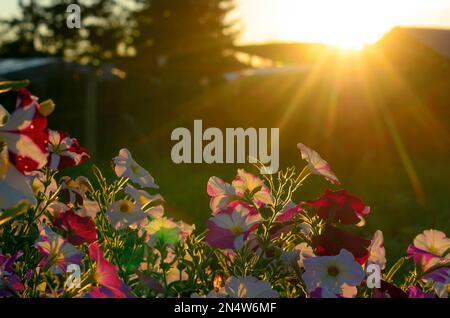 Leuchtend gelbe Sonnenstrahlen bei Sonnenuntergang erleuchten das Blumenbeet mit blühenden Knospen bunter Blüten von Petunien in der Dorfgegend im Norden Stockfoto