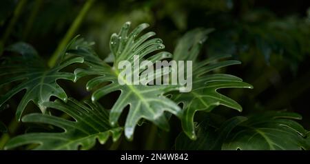 Tropische grüne Blätter im Hintergrund, Natur Sommerwaldpflanzenkonzept. Kreatives Layout aus tropischen Blättern. Naturkonzept. Stockfoto