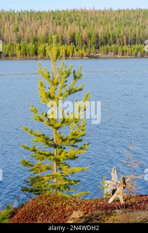 Ein Holzstumpf eines alten Baumes liegt am Ufer des Flusses Vilyuy in Yakutia neben einer grünen Fichte im Herbst. Stockfoto