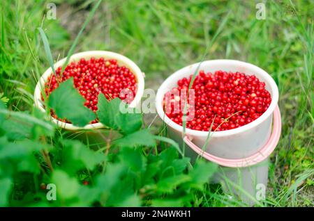 Zwei große Eimer voll roter Beeren von wilden roten Johannisbeeren stehen nach der Ernte in den Büschen von grünem Gras. Stockfoto