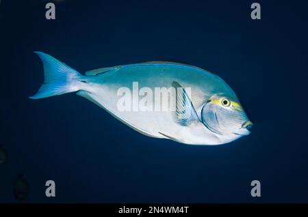 Yellowmask Chirurg, Acanthurus mata, Boo West Tauchplatz, Misool Insel, Raja Ampat, Indonesien Stockfoto