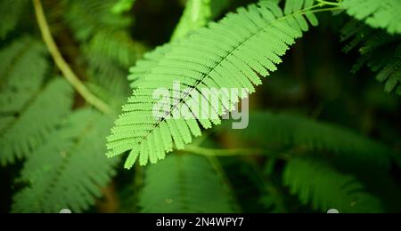 Tropische grüne Blätter im Hintergrund, Natur Sommerwaldpflanzenkonzept. Kreatives Layout aus tropischen Blättern. Naturkonzept. Stockfoto