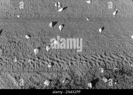 Schwarzweißfoto Drucken Sie eine Spur der Reifen vom Auto auf trockenem Boden mit Herbstblättern und Gras. Stockfoto