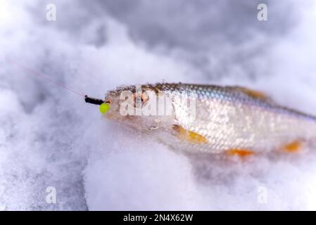 Gefangen im Winter Fang Angler Fisch Kakerlake liegt auf dem Eis mit dem Köder im Mund an der Leine. Stockfoto