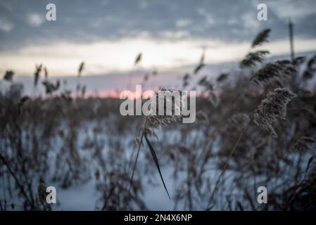 Das trockene Gras im Winterfeld wehte sich im Wind gegen die untergehende Sonne am Horizont am Abend. Stockfoto