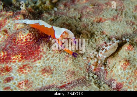 Emperor Shrimp, Zenopontonia rex und Harlequin Crab, Lissocarcinus orbicularis, am Amberfish Sea Cucumber, Thelenota anax, Nachttauchgang, Tasi Tolu-Tauchgang Stockfoto