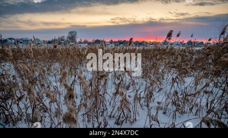 Das trockene Gras im Winterfeld wehte sich im Wind gegen die untergehende Sonne am Horizont hinter den Dorfhäusern am Abend. Stockfoto