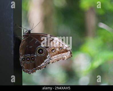 Ein wunderschöner Eule-Schmetterling (Caligo memnon) ruht sich aus Stockfoto