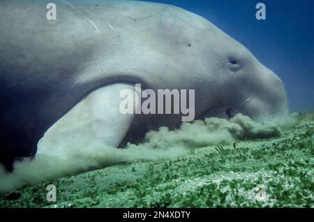 Dugong, Dugong Dugon, gefährdete Arten, Fütterung im Seegras, Tasi Tolu Tauchplatz, Dili, Osttimor Stockfoto