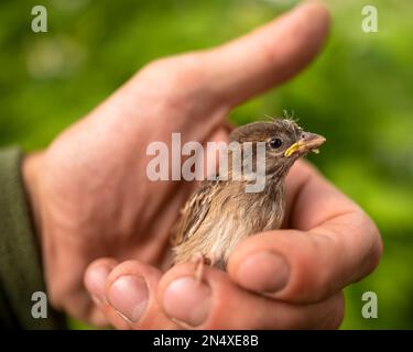 Eine kleine, dünne, zerschmetterte Sparrow-Tussi sitzt und schaut in die Handfläche eines Mannes. Stockfoto