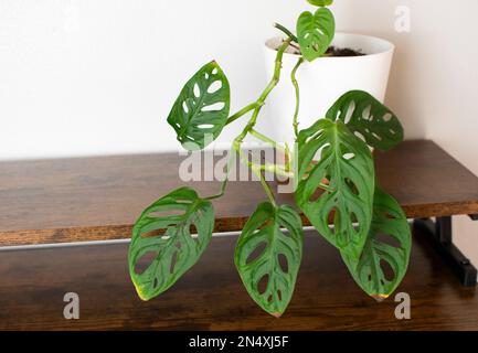 Üppig grüne Schweizer Käsepflanze (Monstera adansonii) mit Fensterscheiben im Inneren. Attraktives Zimmerpflanzen-Detail vor weißem Hintergrund. Stockfoto