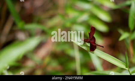 Eine Art dunkelrote Libelle, die am Rande des Grases sitzt Stockfoto