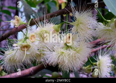 Reine Weißwasser-Guava-Blumen Auf Baumzweigen, Im Dorf Belo Laut Während Des Tages Stockfoto