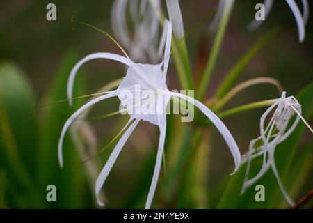 Wunderschöne weiße Blüten von Hymenocallis littoralis, Eine Art Brunnenlilie, im Dorf Daya Baru am Nachmittag Stockfoto