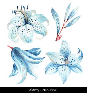 Satz blauer Lilien auf weißem Hintergrund. Aquarelldarstellung Stockfoto