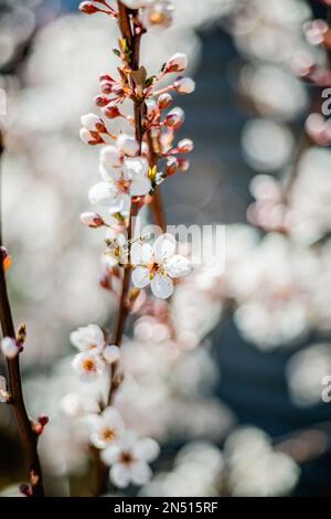 Neue Pflaumenblüten auf Bäumen im Frühling Stockfoto