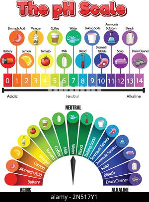 Darstellung der pH-Skala gängiger Chemikalien Stock Vektor