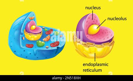 Strukturdarstellung der tierischen Zellanatomie Stock Vektor