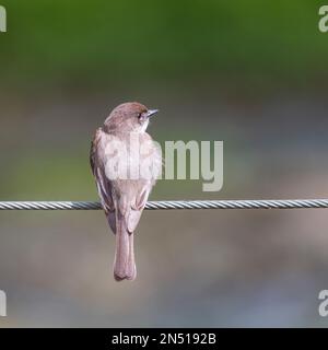 Eastern phoebe (Sayornis phoebe) sitzt auf einem Stahlseil. Chesapeake und Ohio Canal National Historical Park. Maryland. USA Stockfoto